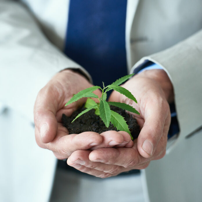 Un chercheur avec un plant de cannabis dans les mains